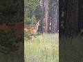 velvet buck #hunting #muledeerhunting #whitetailbucks #jesuslovesyou #wildlife #deer #country #hunt