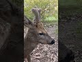 Оленятко.Національний природній парк.#shorts #shortvideo #animals