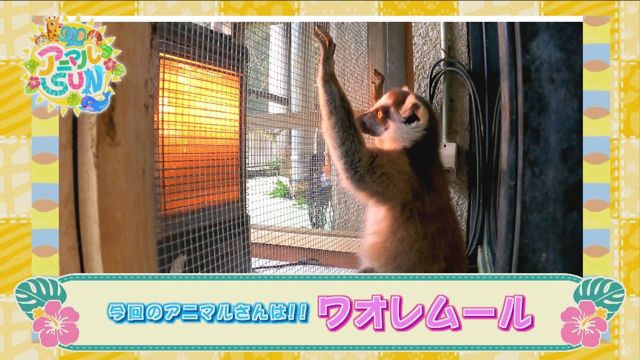 アニマルＳＵＮ【ネオパークオキナワの「ワオレムール」】