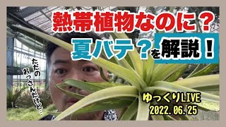 熱帯植物も夏バテする日本