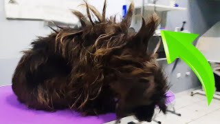 This DOG Had WEIRDEST Haircut I've EVER seen! (Grooming Speeded Up)