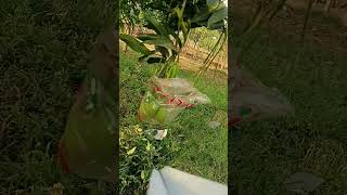 Garden tour with paper plane #noai #storytelling