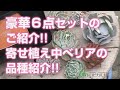 2024.04.04【多肉植物】豪華６点セットのご紹介!!寄せ植え中サイズエケべリアの品種紹介!!【succulent】トロピカルガーデン