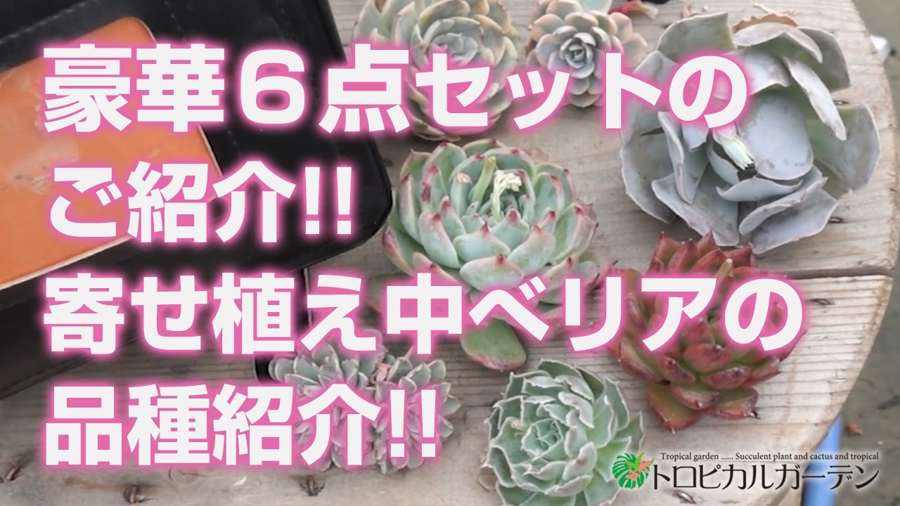 2024.04.04【多肉植物】豪華6点セットのご紹介!!寄せ植え中サイズエケ 