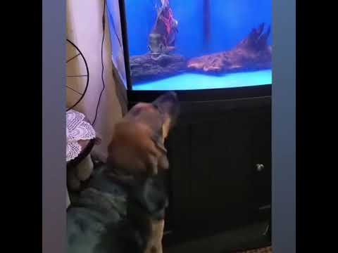 Ozzy Man Reviews: Dog Vs Fish