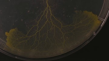 Physaryum Polycephalum timelapse #1