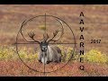 Aavarneq 2017 - Rensdyrjagt 2017 - Reindeerhunting 2017