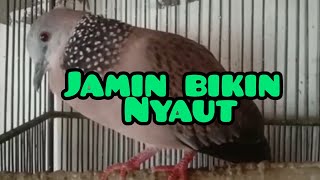 Paling cocok buat pancingan dan mikat