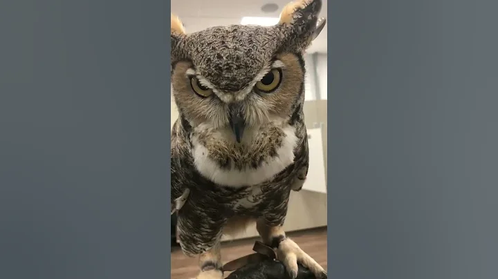 The call of a great horned owl - DayDayNews