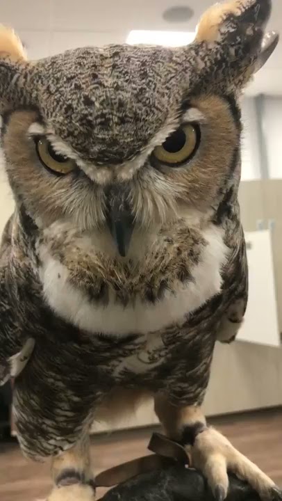 Baby Owl Goes Everywhere With Her Family | The Dodo