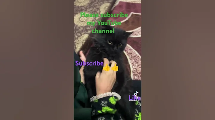 Watch the video about Persian kittens black Playing #catlover #funnycatvideos #cute #catvideos #ytshorts