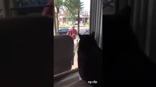 cat being angry at new dog coming home reddit(edited version also included)