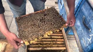 АСАЛАРИ ОИЛАСИНИ 2 РОМКАЛИК БУЛИШ СИРЛАРИ🐝.#АСАЛАРИЧИЛИК,#АСАЛАРИЧИЛИК_СИРЛАРИ 🐝.