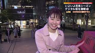 花見シーズン到来！デジタル桜も満開　東京・日本橋室町