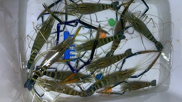 Câu tôm càng xanh làng bè Bình Thạnh