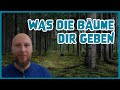 Fühlst du dich ausgelaugt? So findest du im Wald zurück in deine Balance🌲