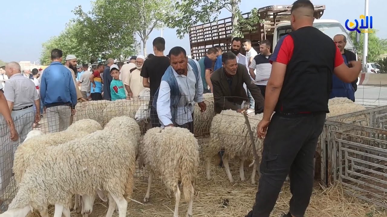 شاهد أسعار بعض الأضاحي من سوق الماشية ببلدية المحمل ولاية خنشلة