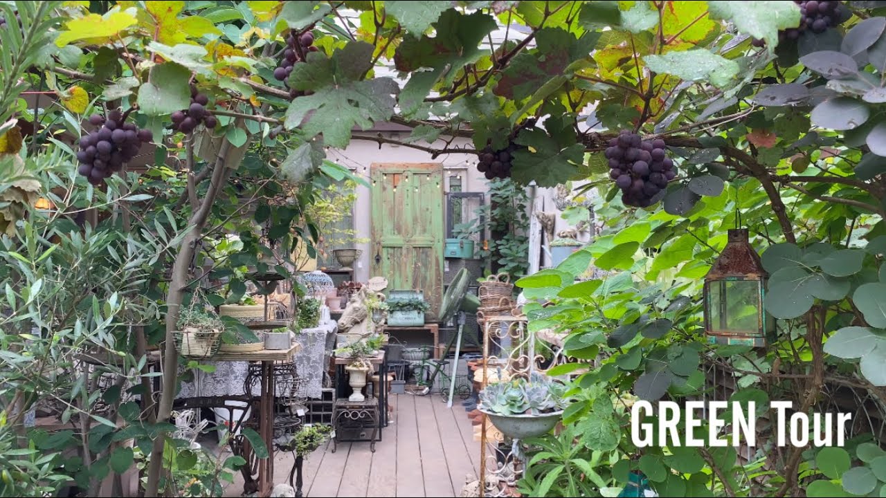 自宅のお庭がガーデニングショップ！この夏は見納め！恵の雨も似合うワンダーデコールにアンティーク雑貨たくさんのお洒落で癒しの庭園  | グリガーデンプランツ | 園芸/観葉植物店巡り  | 大阪/堺市