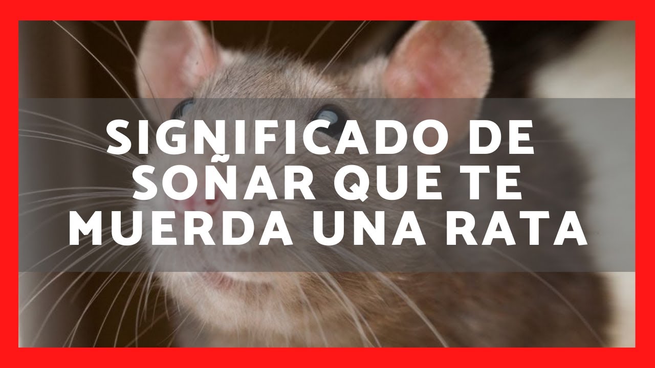 ️ QUÉ SIGNIFICA SOÑAR QUE TE MUERDA UNA RATA SUEÑO MORDEDURA RATÓN