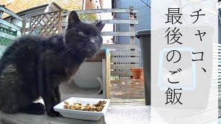 伝えられなかった地域猫チャコの話。【後編】