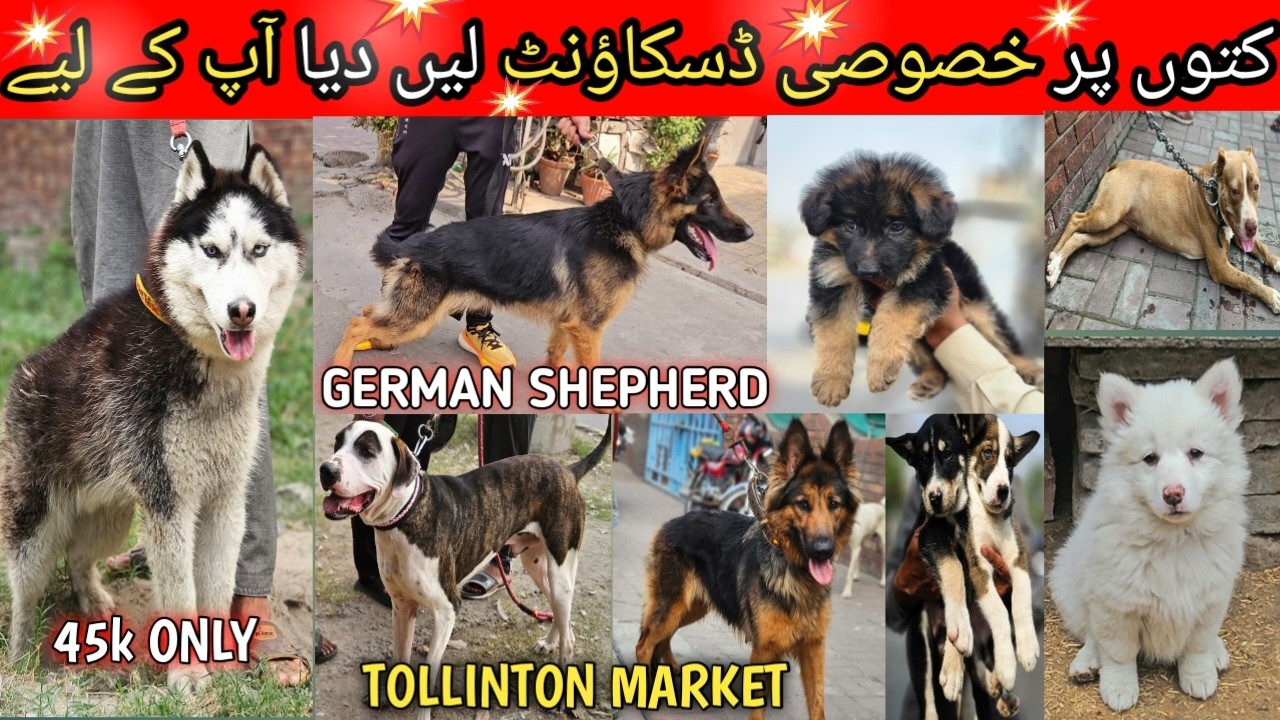 Dogs ki Mandi Lahore Tollinton Market | 8_3_26 | Special Dogs Market 🐕 | Nrs Pets Vlogs | Dogs 