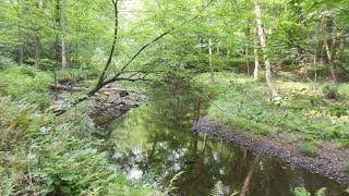 High Meadows Trail - Prince William Forest Park