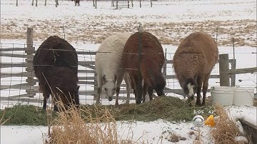 Ranchers Oppose Wolf Re-Introduction In Colorado