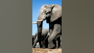 746* سورة الفيل # عبد الرحمن السديس #