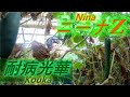 耐病性等比較!!ニーナZ!!耐病光華!!Comparison of disease resistance etc.／施設きゅうり栽培／Facility cucumber cultivatio