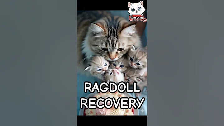 Video 11608051: mom cat meowing, cat adorable meow, cat meowing happy, adorable fluffy cat, cat blue eyes