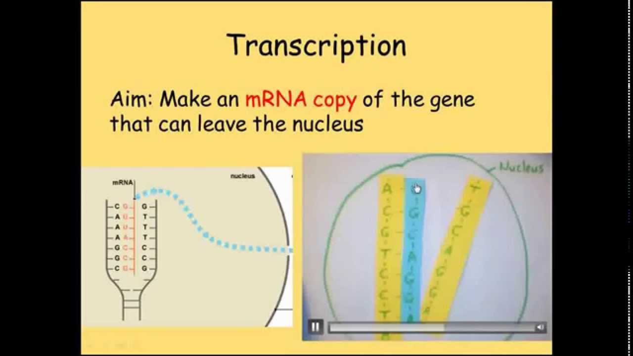 Protein synthesis video