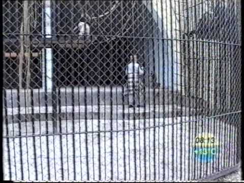 ზოოპარკი, გულიკო კონცელიძე, მახო ჭიტაძე