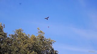 Wood Pigeon Shooting Shotkam Footage 2023