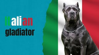 Unveiling the Mighty Cane Corso: A Guide to Italy's Majestic Guardian Breed by Animella 475 views 6 months ago 5 minutes, 6 seconds