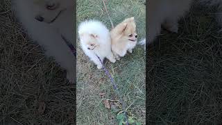 #Шпиц. Микуля и Оскар 🙂💕папа взял на рыбалку🙂😃извазюкались как 🐷