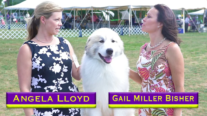 Road to Westminster (RTW): Pro Handler Angela Lloyd