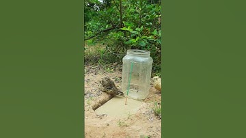 Simple Unique Underground Quail Trap - Technique Unique Bird Trap - #Shortsvideo