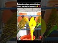 Australian Colorful Birds Morning Mood🐦| Budgies Sounds #shorts #australianbirds #birdlovers