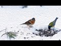 Юрок на кормушке Brambling At The Feeder Bird Watching At Home CAT TV Юрок на кормушке Brambling At The Feeder Bird Watching At Home CAT TV