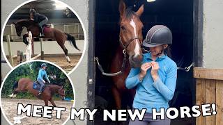 SOMEHOW I'VE NEVER BOUGHT A HORSE BEFORE THIS