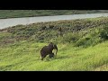 Amazing Elephants Around African River