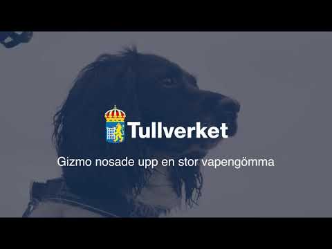 Video: Vill du få din hund att arbeta?