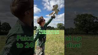 Can AI make a Falconry video? #animals #birds #falconry #falconrylife #ai #artificialintelligence