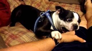 Crazy Boston terrier freaks out if it can't chew my hand