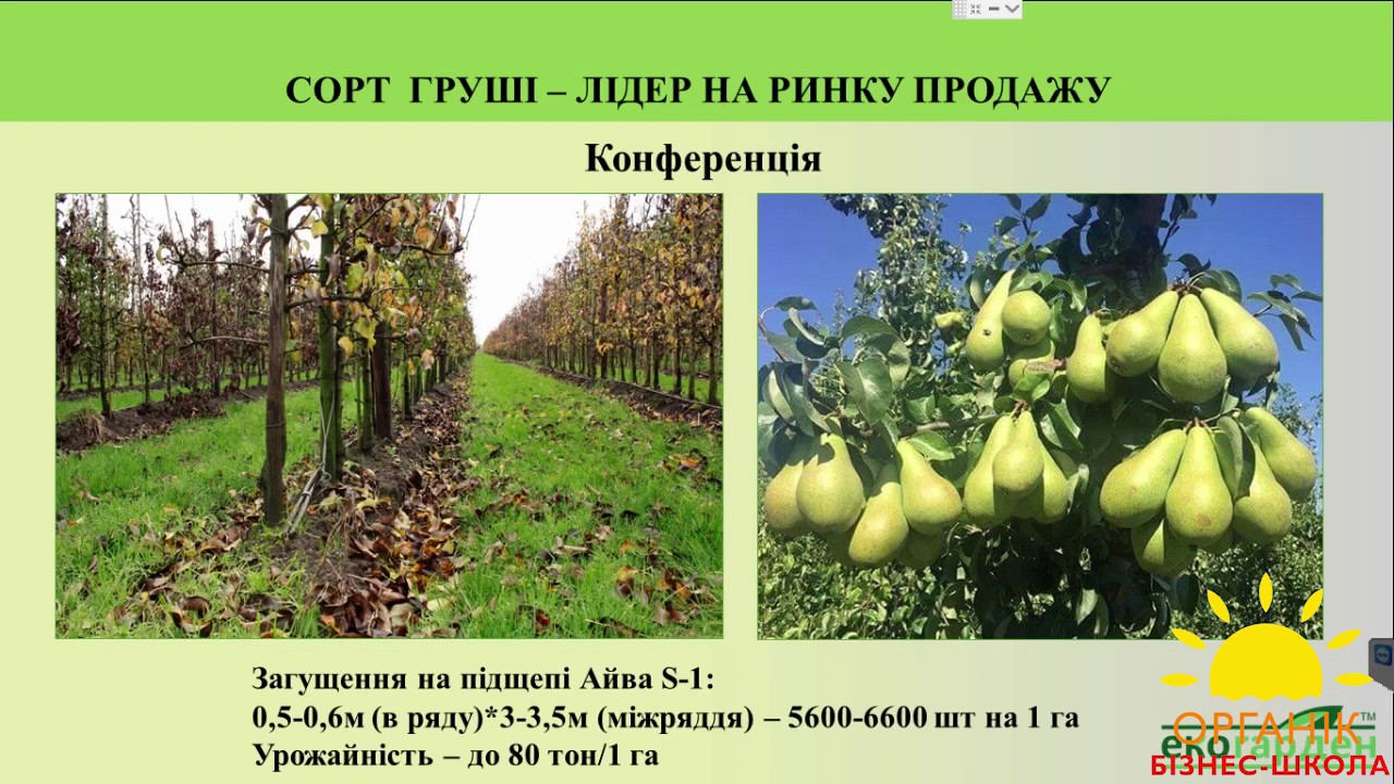 Сорти груші для вирощування в Україні