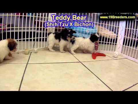 teddy-bear,-puppies,-for,-sale,-in,-edmond,-oklahoma,-ok,-cleveland,-comanche,-canadian,-rogers,-pay