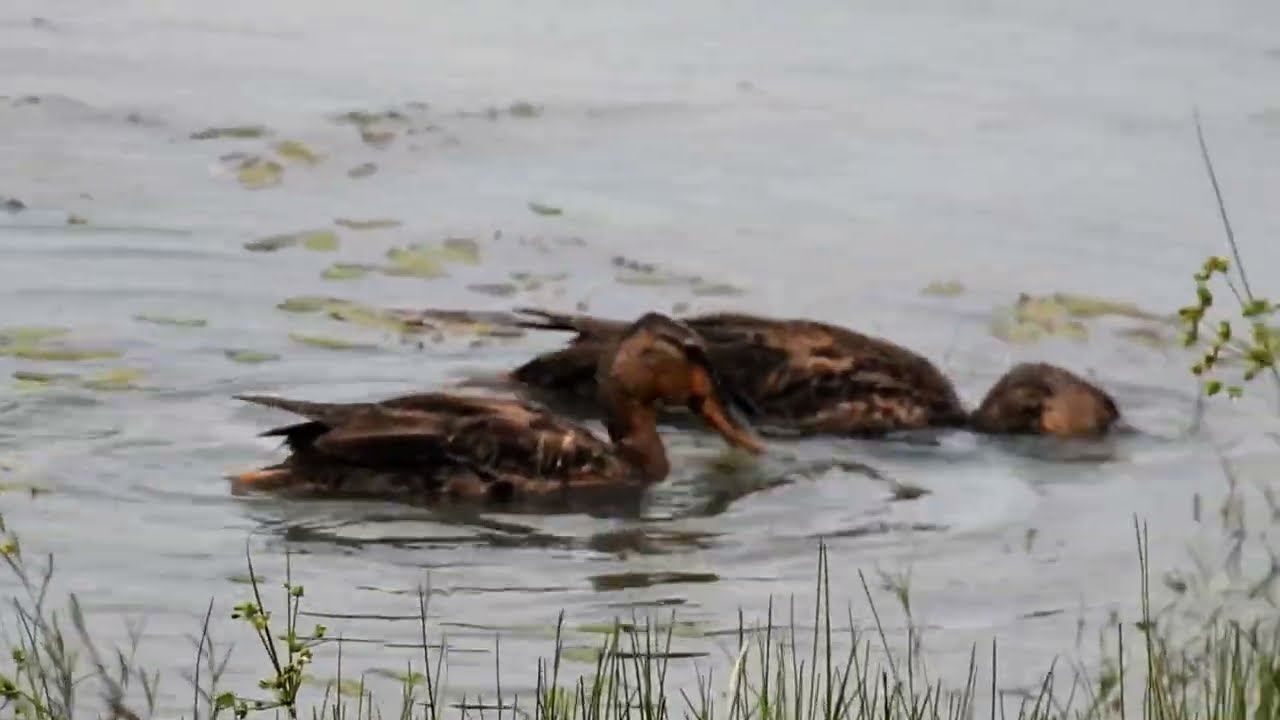 ROUEN DUCKS? ENJOYING THE MORNING 