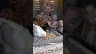 Baby Chicks Chirping😍#adorablechicks #birdsounds #babychicks #babybirds #chicks #hen #henchicks #mom Baby Chicks Chirping😍#adorablechicks #birdsounds #babychicks #babybirds #chicks #hen #henchicks #mom