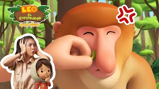 El Mono Narigudo | Leo, El Explorador Episodio | Animación - Familia - Niños