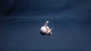 stop motion garlic